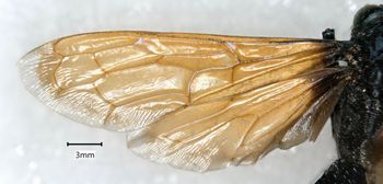 Media type: image;   Entomology 15807 Aspect: wing